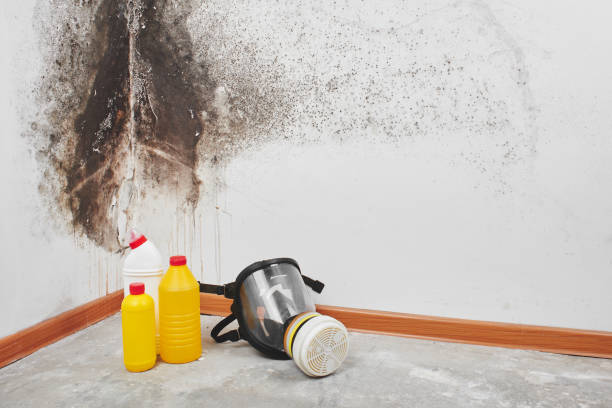 Best Certified Mold Removal  in Lincolndale, NY