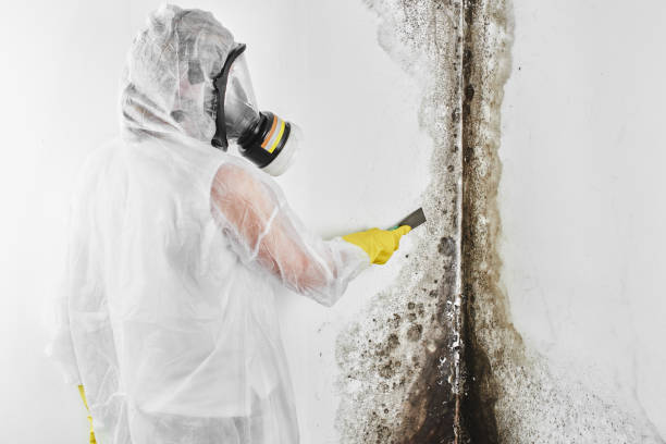 Best Emergency Mold Removal  in Lincolndale, NY