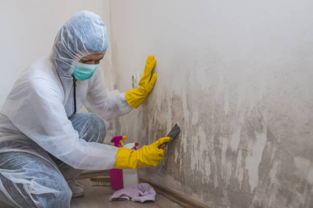 Best Certified Mold Removal  in Lincolndale, NY