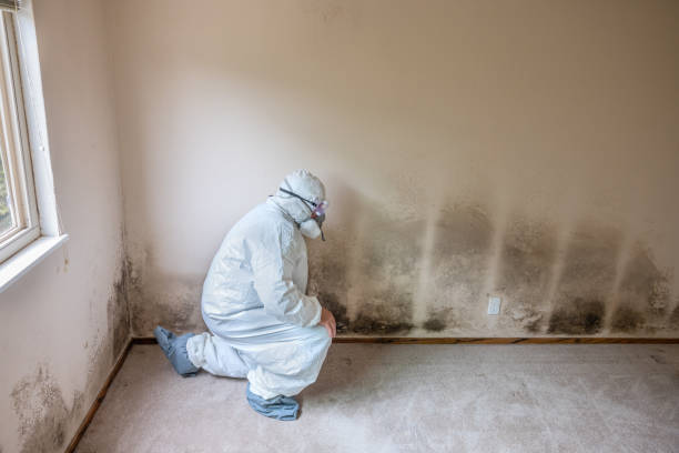 Certified Mold Removal in Lincolndale, NY