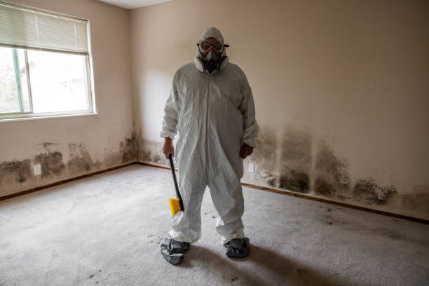 Best Black Mold Removal  in Lincolndale, NY