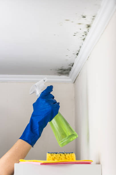 Best Attic Mold Removal  in Lincolndale, NY